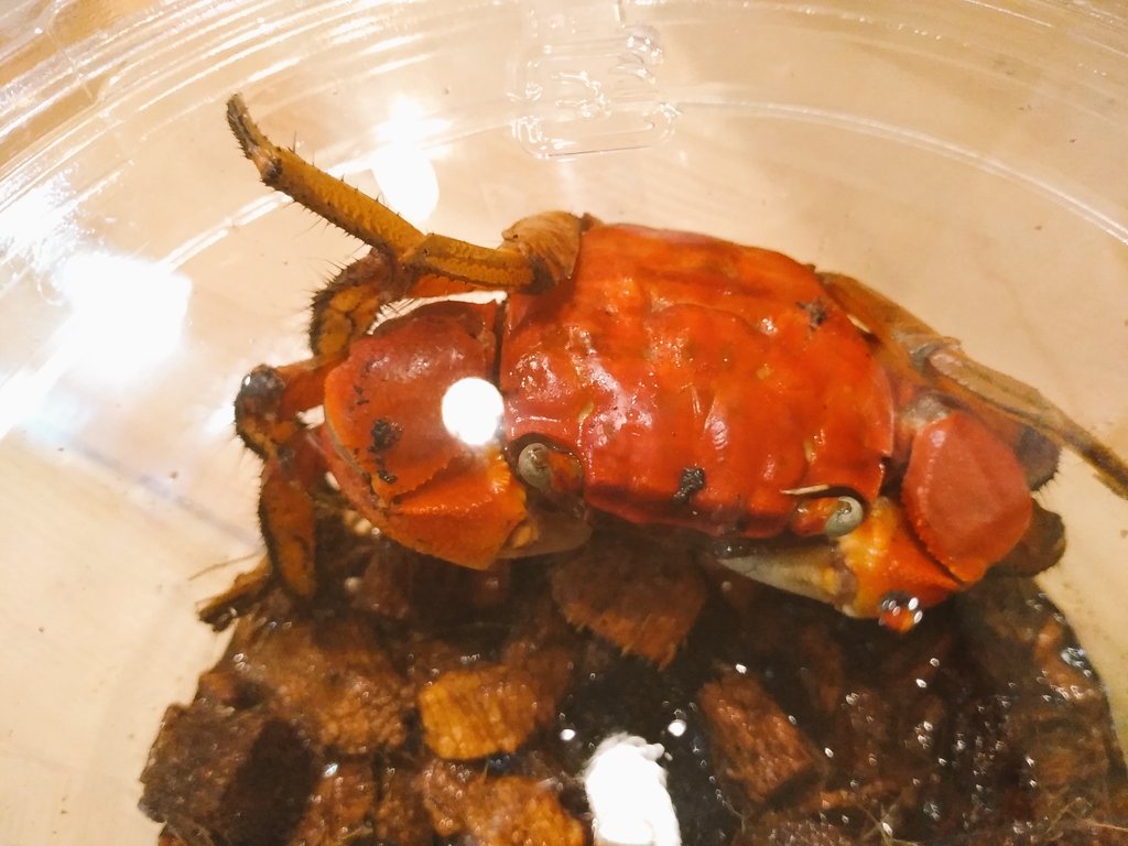 カニ専門店ランドクラブ Crab Dear Twitter カニ専門店ランドクラブ Crab Dear Twitter