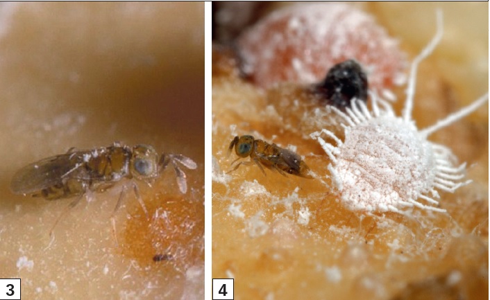 INRAE_Lutte_Bio's tweet photo. #Cochenilles en cultures #ornementales et #parasitoïdes associés : 2 articles de synthèses du projet #COCHORTI avec @astredhor @stationcream @chambagri06 @Anses_fr @TbilisiU et @INRAE_Lutte_Bio #Recherche et #Developpement en #Lutte #Biologique https://t.co/npKscaqj4C https://t.co/cyTbS7qSDC