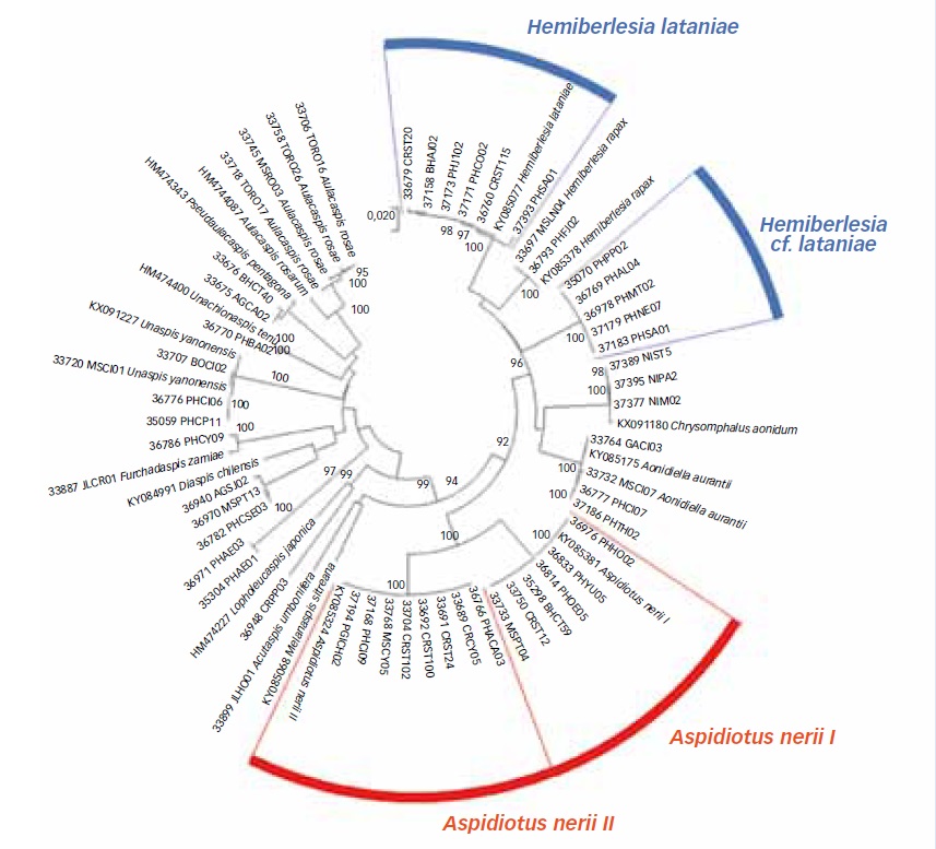 INRAE_Lutte_Bio's tweet photo. #Cochenilles en cultures #ornementales et #parasitoïdes associés : 2 articles de synthèses du projet #COCHORTI avec @astredhor @stationcream @chambagri06 @Anses_fr @TbilisiU et @INRAE_Lutte_Bio #Recherche et #Developpement en #Lutte #Biologique https://t.co/npKscaqj4C https://t.co/cyTbS7qSDC