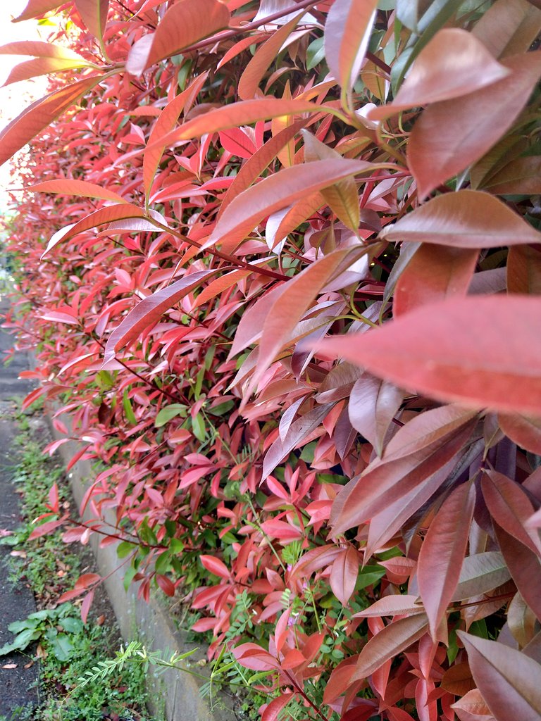 ともネこ ェ 赤い葉っぱの垣根 春に紅葉してるみたいな 植物 自然