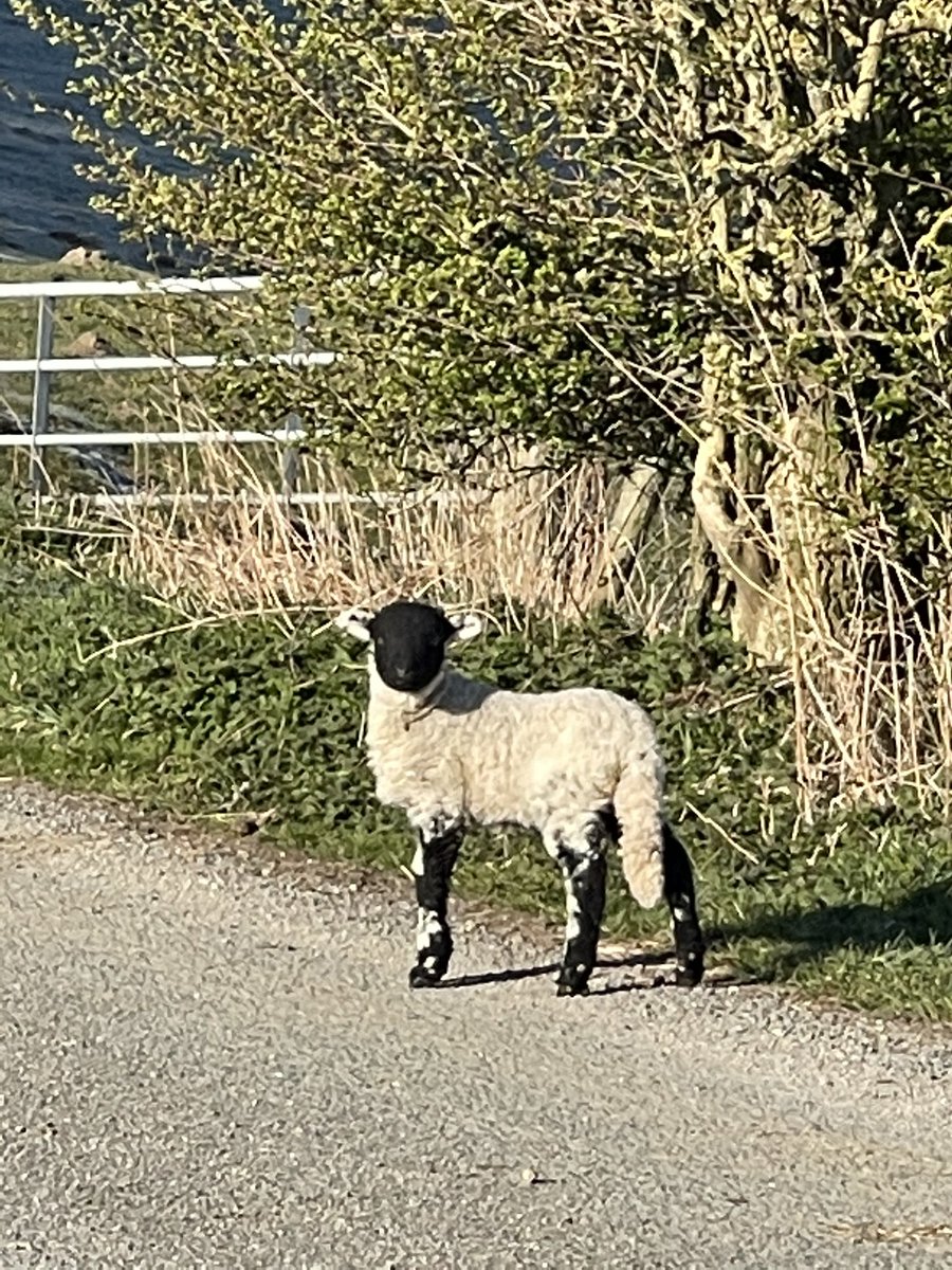 JulieCovell's tweet image. Not where you should be little one 😱 and another reason if you are out walking ,dogs on leads !!  @northyorkmoors #thecountrysidecode