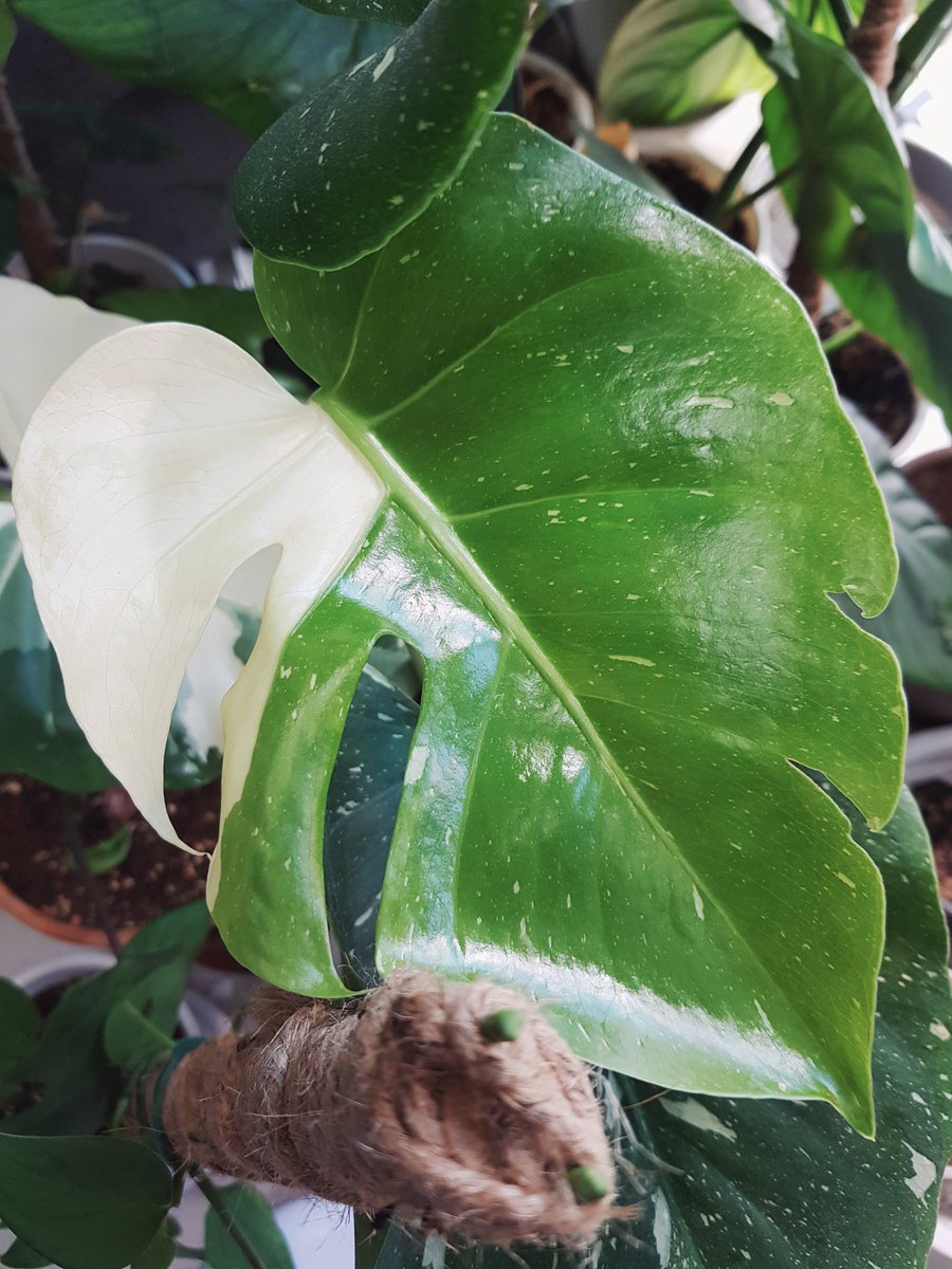 새 잎 나온 거 얼마나 예쁘게요!