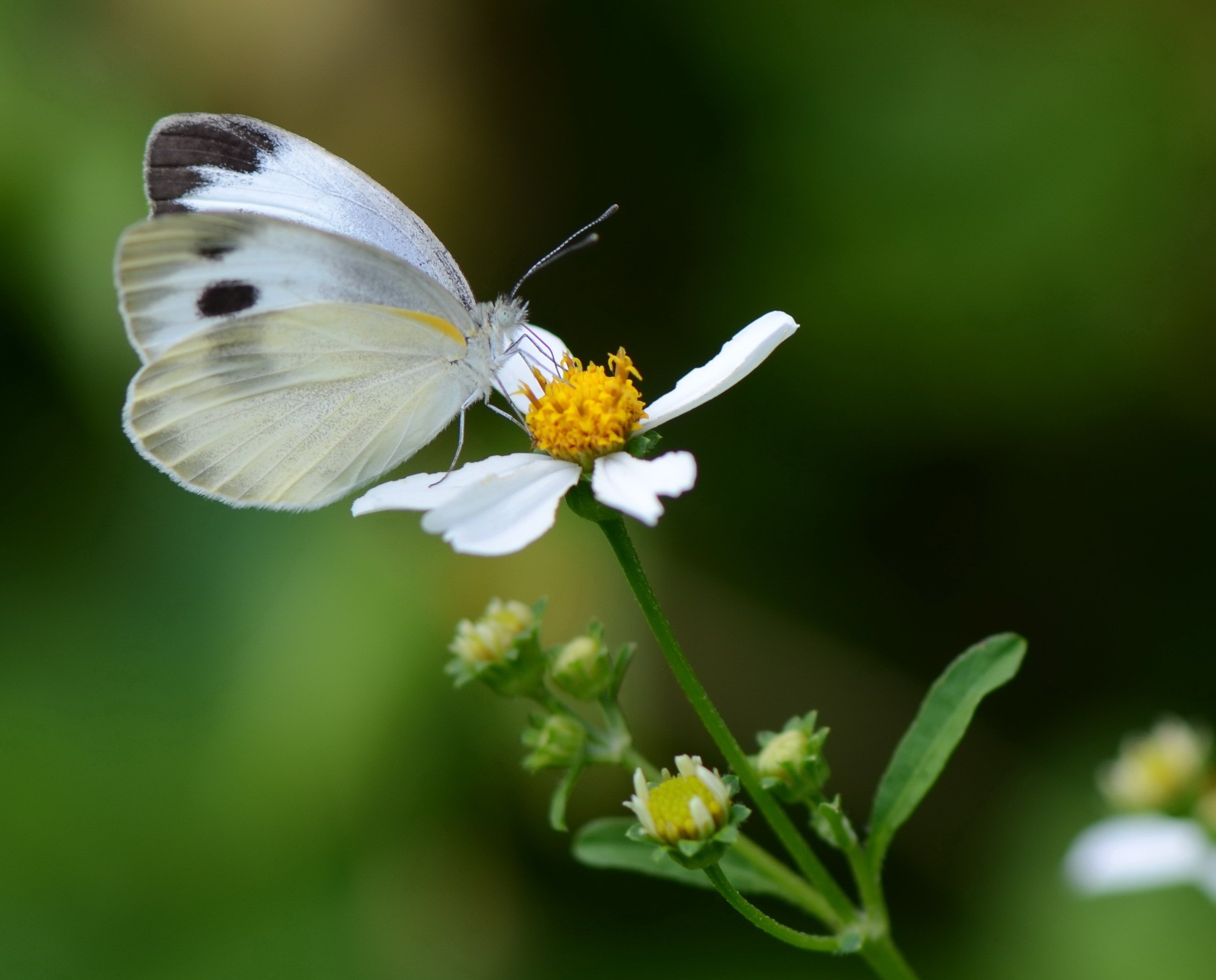 たか 朝活 と 夜活 併用中 モンシロチョウの羽はモロい 虫かごに入れると 数時間で羽が傷ついて飛べなくなる 子供は チョウチョさんとずっと一緒にいたい と泣いたけど 飛べなくなったら可哀想だし チョウチョさんお外が好きだから逃し