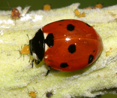 ASN: EDM (@yeg_science) on Twitter photo Check out the Needs of Plants and Animals + Small Crawling and Flying Animals + Animal Life Cycles #Teacher Workshops split over 2 sessions (April 20 + 22, 7-8pm). Sign up for one or both: albertasciencenetwork.ca/programs_works… #Science #Alberta #free Check out the Needs of Plants and Animals + Small Crawling and Flying Animals + Animal Life Cycles #Teacher Workshops split over 2 sessions (April 20 + 22, 7-8pm). Sign up for one or both: albertasciencenetwork.ca/programs_works… #Science #Alberta #free