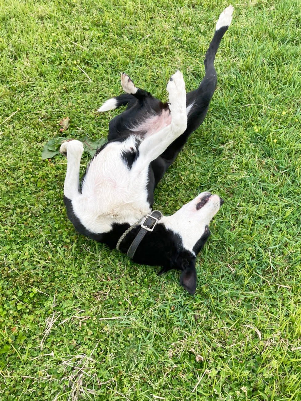 マザー牧場 おうちでもマザー牧場 ふかふかで気持ちいい春の芝生の上で 牧羊犬のテスはゴロンゴロンタイム満喫中 マザー牧場 ほっこりタイム 犬 牧羊犬 T Co Vow6qehb Twitter