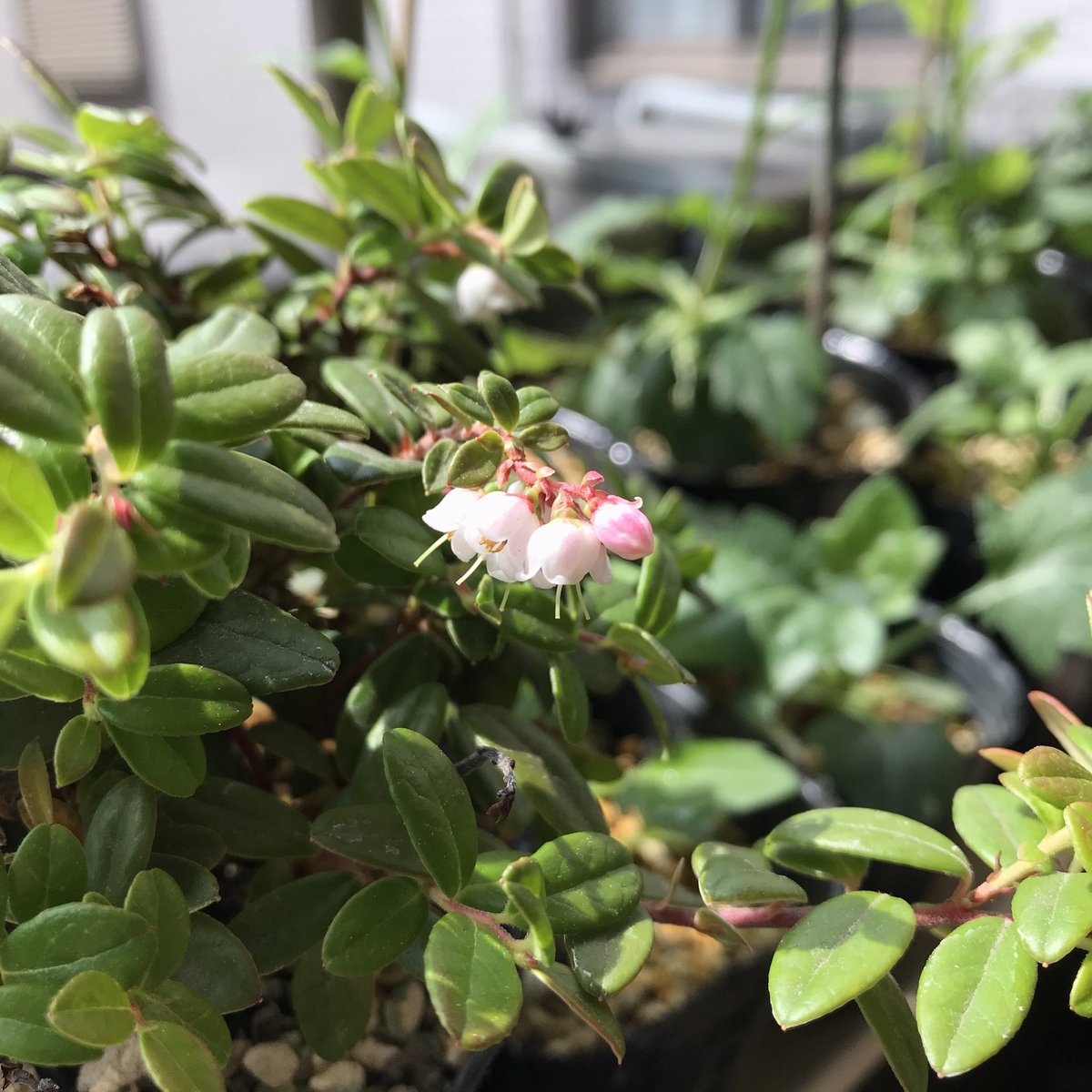 才口オトウフ على تويتر かわいいコケモモの花