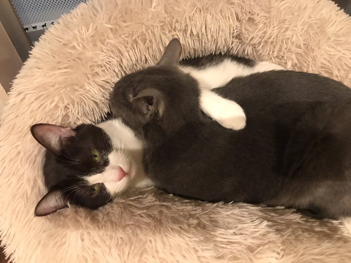 猫カフェtango Tango Twitter