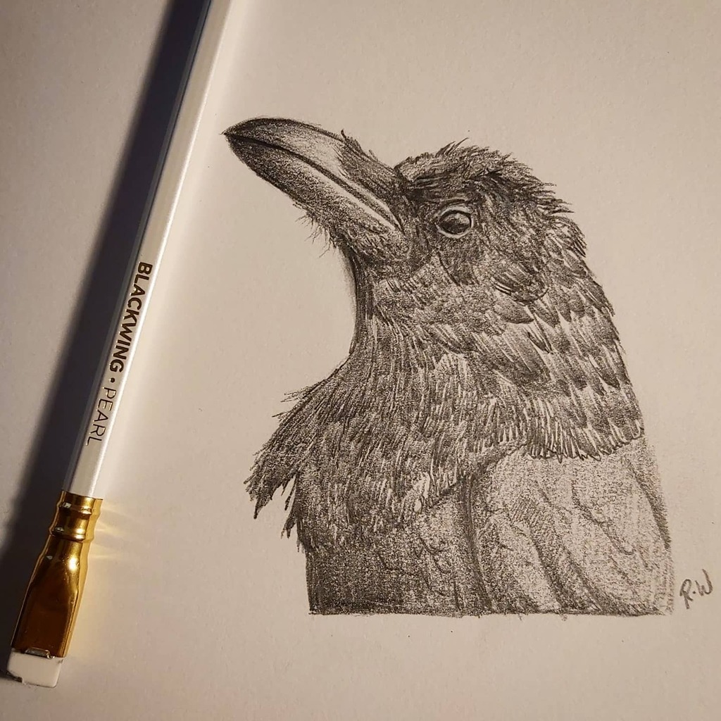 dickwalsh's tweet photo. Always wanted to try #blackwing pencils so I got some pearl ones to try out. And what better to draw than my favourite black wing the mighty #crow. Nice pencils, probably softer than I'm used to but good quality leads. Hopefully it inspires me to keep dr… https://t.co/vCRdAdBE3c https://t.co/zWEk1g13TV