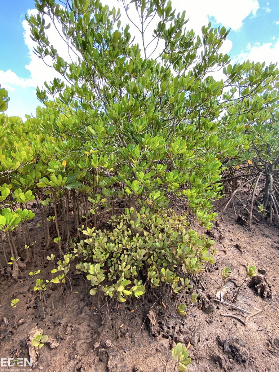 This is what natural regeneration looks like! Natural regeneration happens when a tree matures enough to drop a seed, and that seed continues the cycle of life! #EdenReforestationProjects