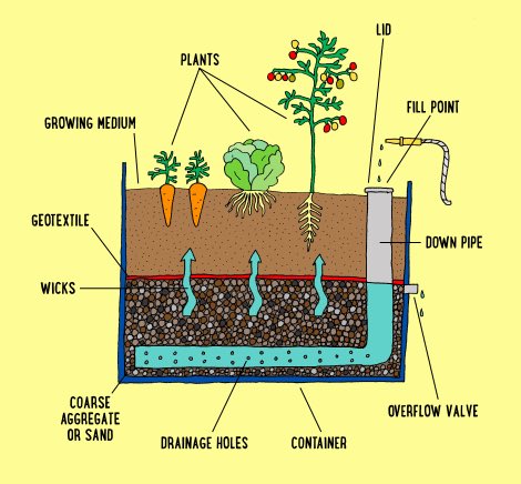 Utilising drought resilient growing methods are vital due to our local weather conditions. We are hoping to use wicking beds to ensure a significant reduction in the amount of water needed and a reduction in the frequency of watering also #SDG12 #educ4750 #UoNTeach
