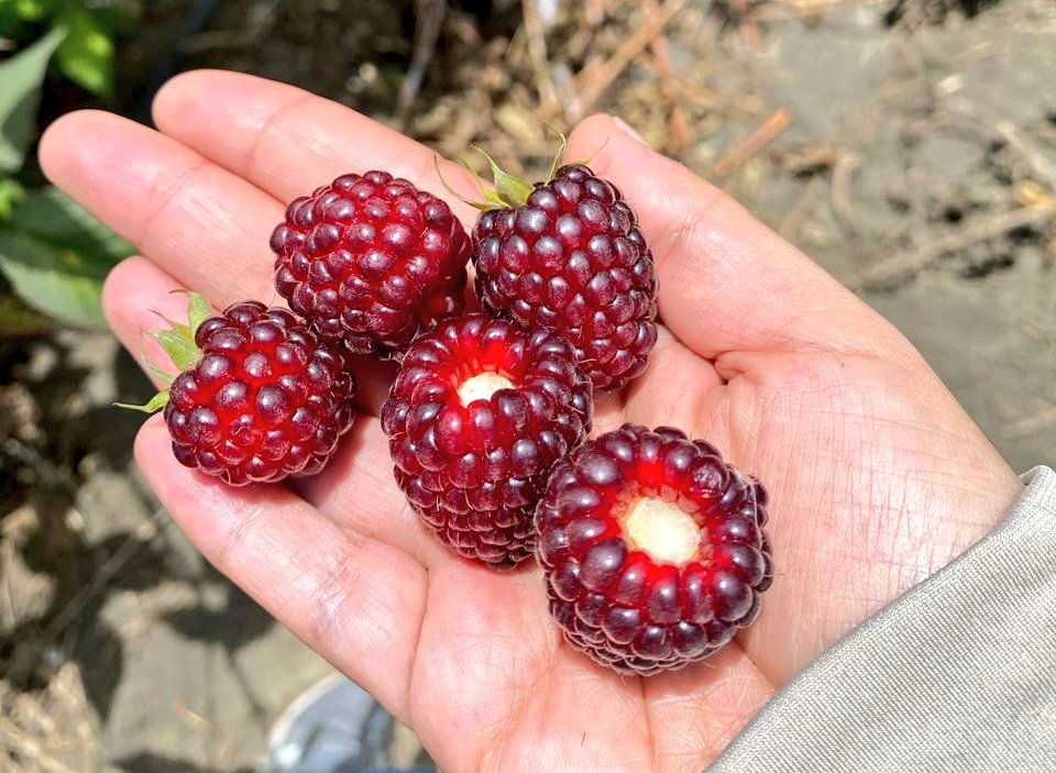 AgriculturaEc's tweet photo. "El proyecto #Dinaminga es una iniciativa del MAG, que junto con las entidades adscritas busca acortar la brecha entre el productor y el mercado; además de que los agricultores aumenten su utilidad, en este caso, quienes producen mora en la Sierra Centro" indicó @RobertCordovaN. https://t.co/hw3z77OUBQ