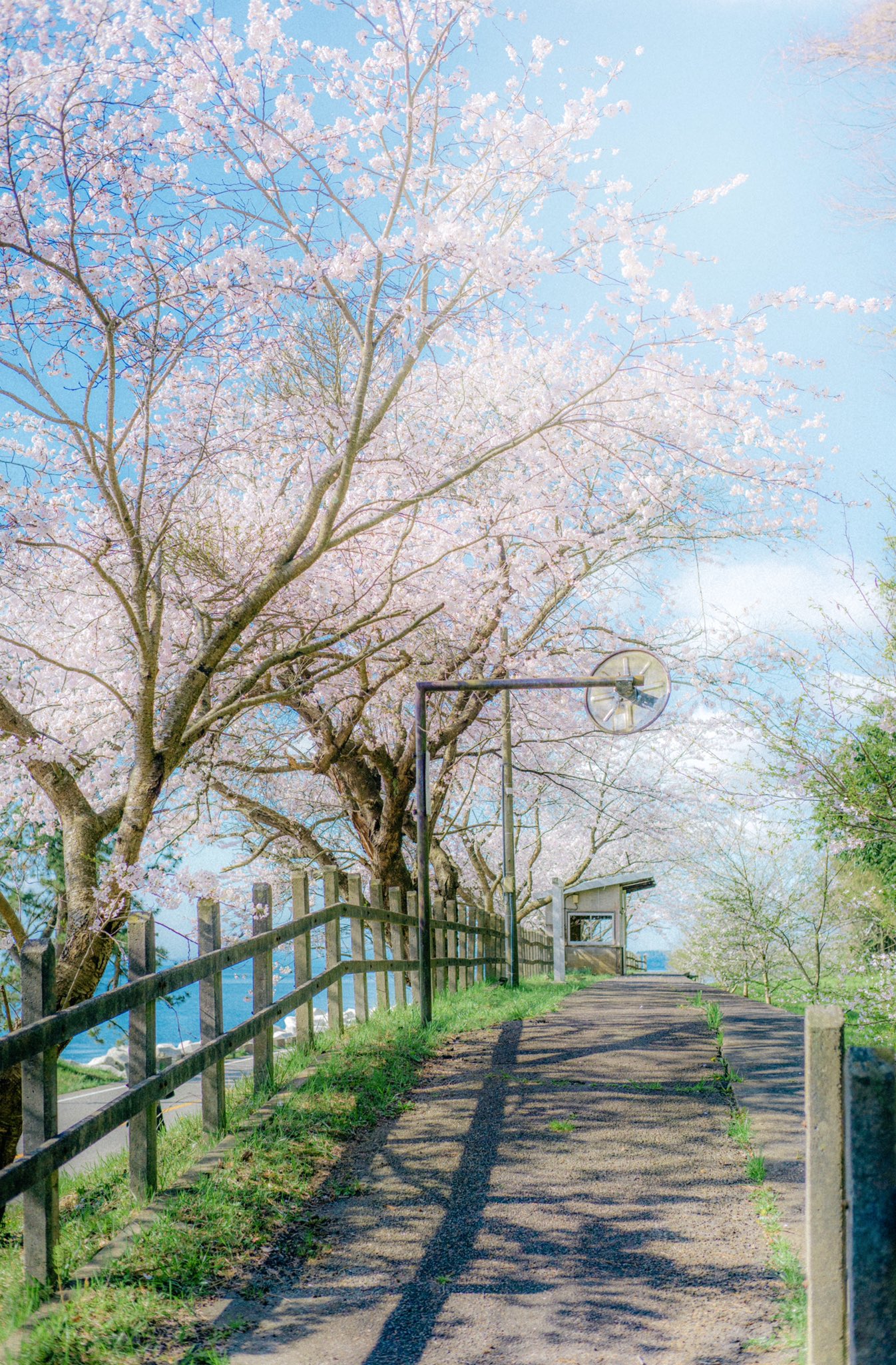 ごりかめ 𖤐 A Twitteren ノスタルジックな廃駅と桜が まるでアニメのワンシーンのようだった T Co Yt9r1iwbhl Twitter