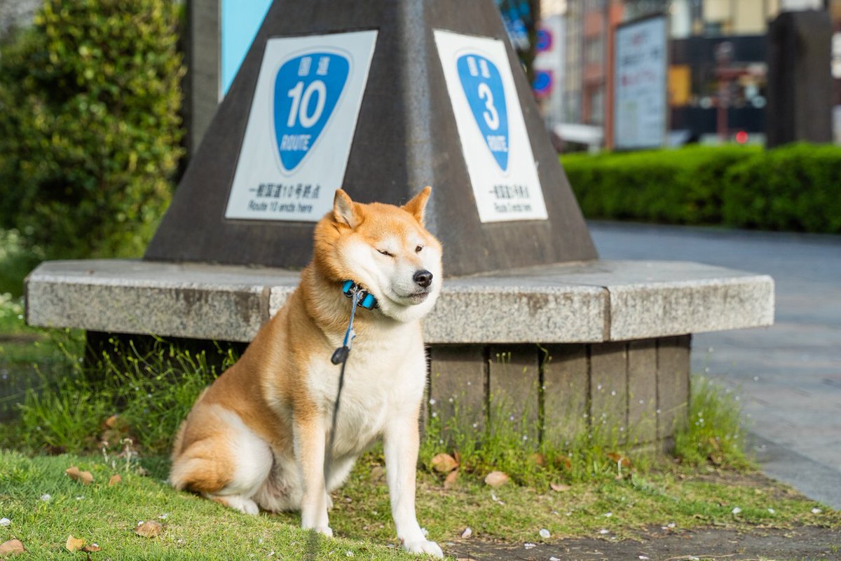 てるお ここは九州ではお馴染み国道3号線と10号線の終点なんだ オレはいつもここで動かなくなってむりやり引っ張られるんだ 柴犬 テルオ 鹿児島