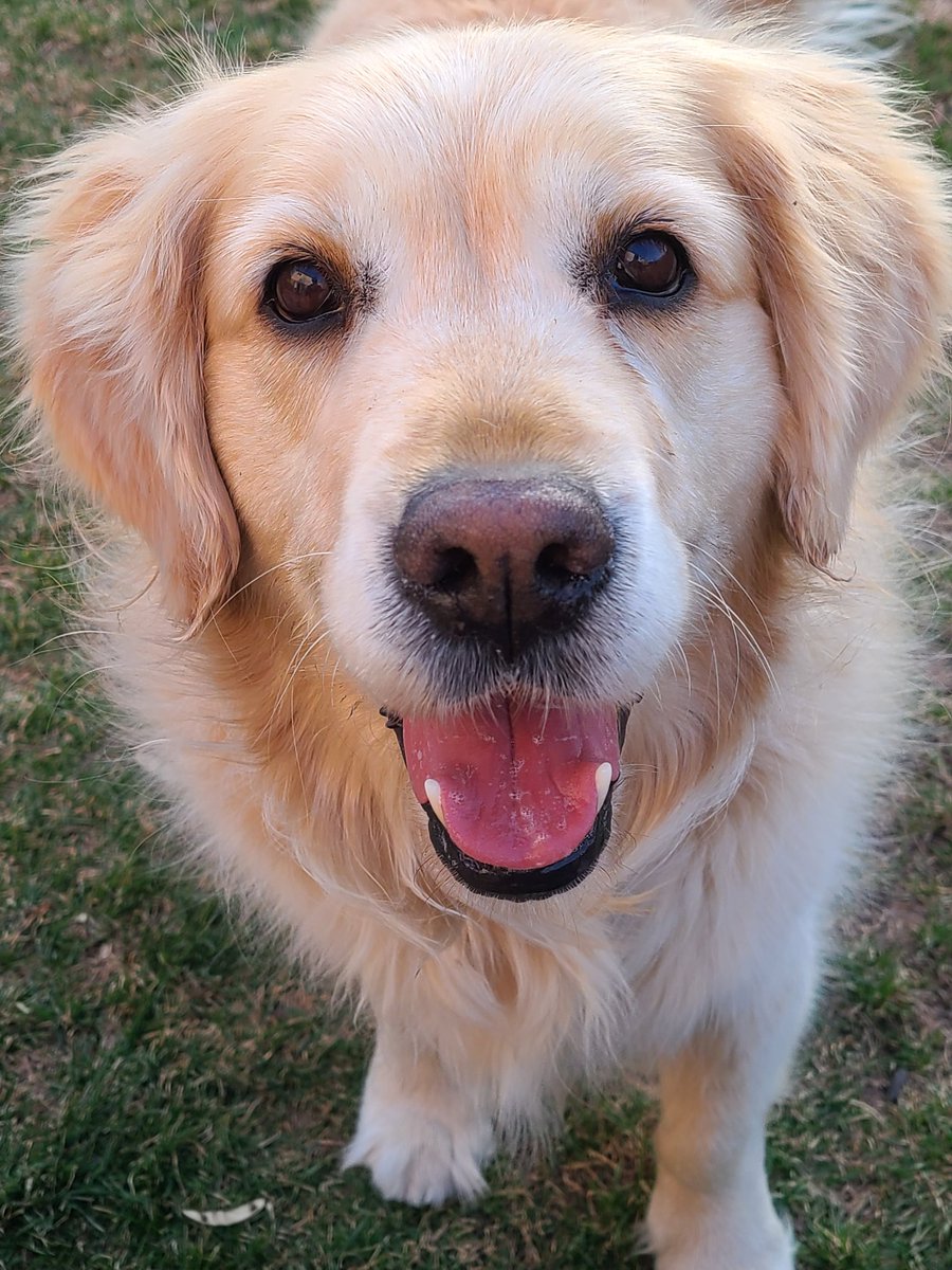 CourtHaw's tweet photo. Gracie is a good gardening helper! Beautiful evening โจ๐ #goldenretrievers #goldengracie #springfun #backyardtime #dogsoftwitter #dogcelebration https://t.co/S4ziOCh6BV