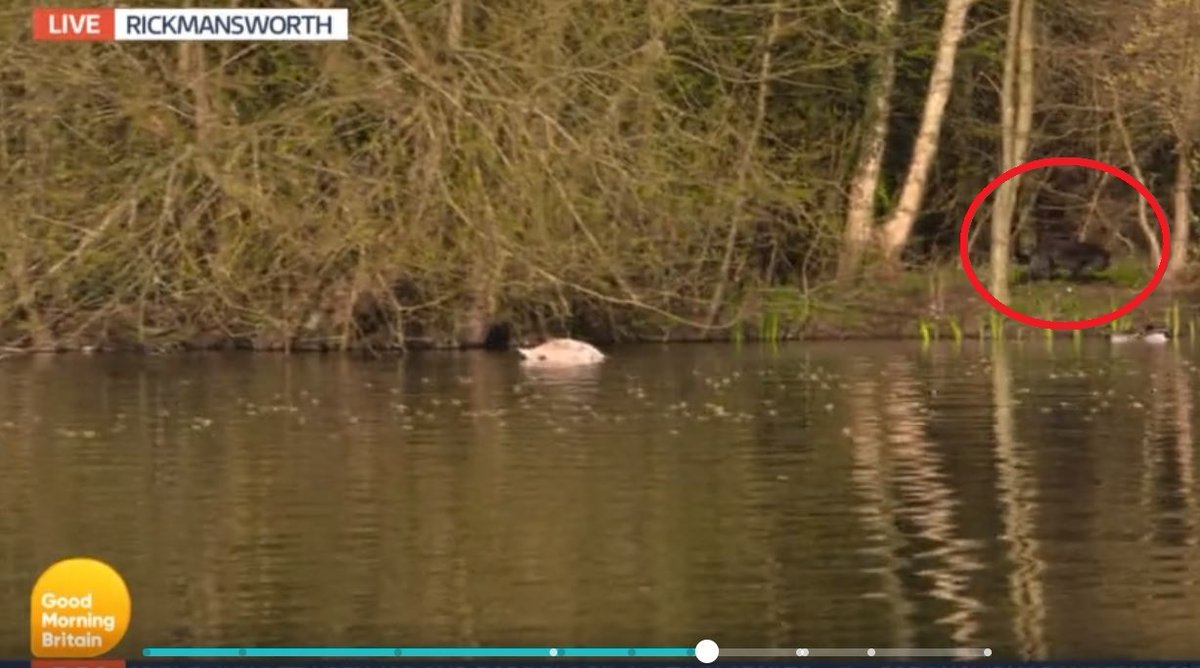 DailyHERTS's tweet photo. GMB viewers spot 'big cat' at Rickmansworth Aquadrome https://t.co/GUbJfFeV1v https://t.co/2QUBP1H94k