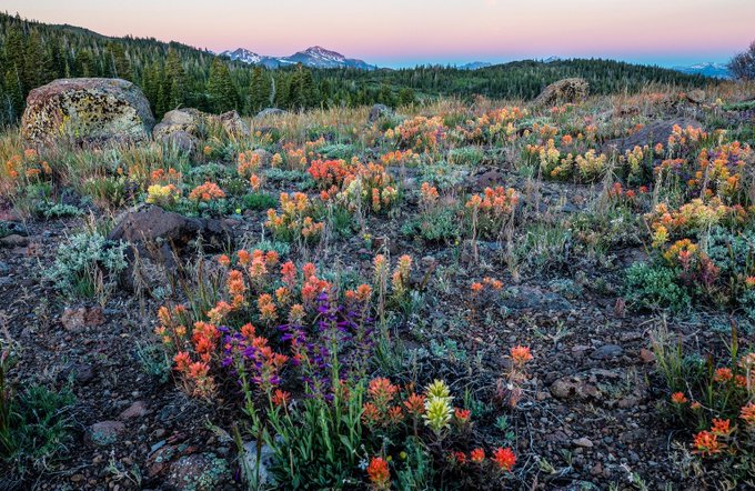 Wildflowers fill the side of a steep hill in the Sierra Nevada mountain range