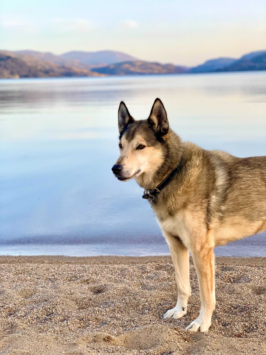 FirstMatePet's tweet photo. Nothing beats a trip to the beach! ☀️🏖️
.
.
.
📸: smokey.thebandit | #MyFirstMate
#dogs #dogsitting #dogsandpals #dogstyle #dog #puppy #pup #cute #pet #ilovemydog #dogoftheday #lovedogs #lovepuppies #adorable #doglover #weeklyfluff #fortheloveofpets https://t.co/DQEQIlB8hF
