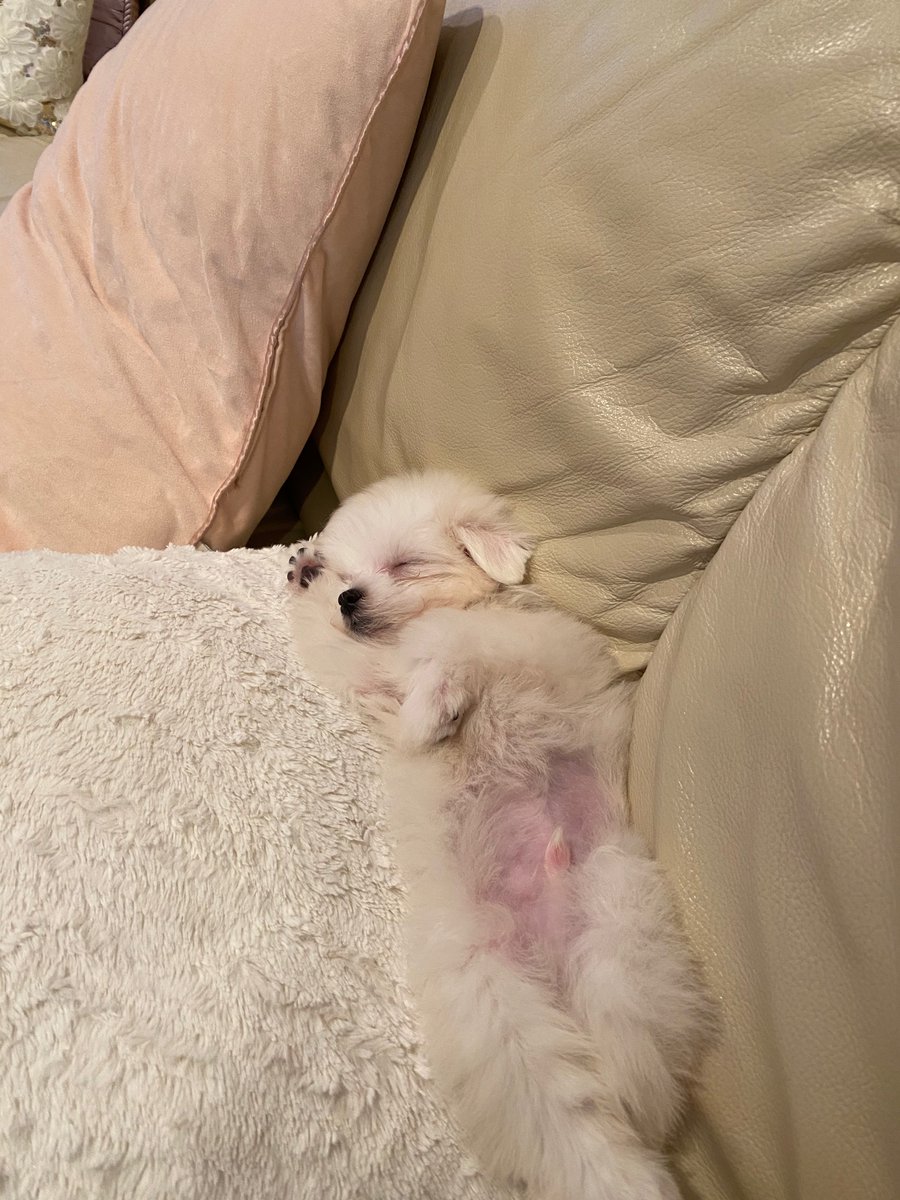 TheSalajin's tweet image. I got a pupper