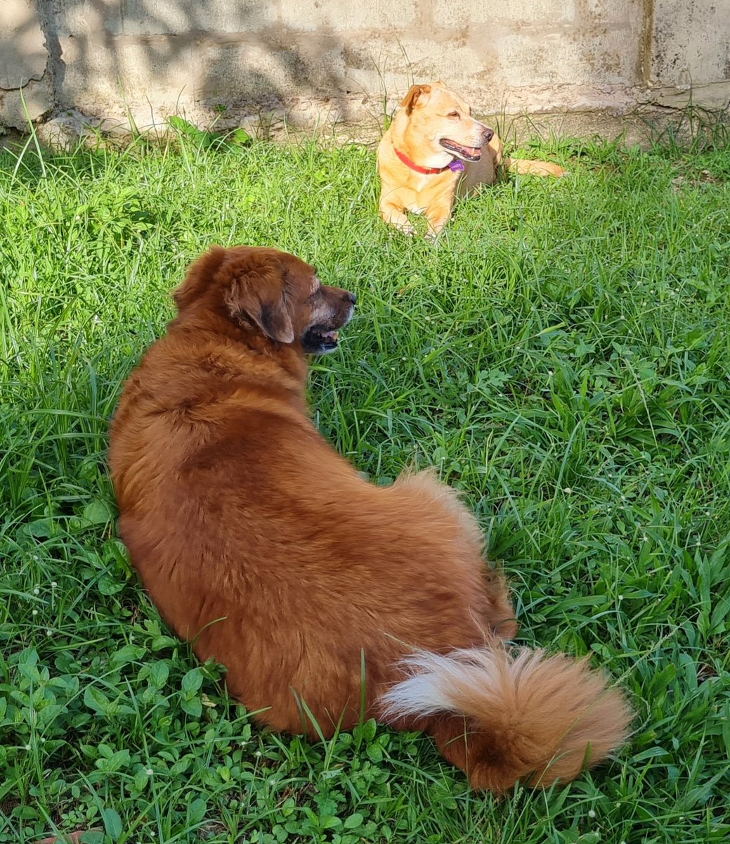 CaribbeanAccent's tweet photo. Who says only humans contemplate the meaning of life? 😊🐕🌴❤

Bella (in the shade) and her mom, Daisy, enjoyed a morning lime in the grass the other day 

#dogsrule #dogsarefamily #pothounds #pets #pothoundsrule #rescuepet #dogs #grasstime https://t.co/z3qAta3uYp