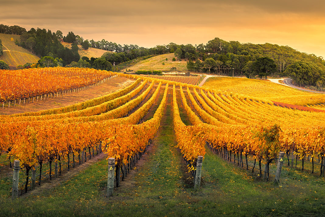 barossamag tweet media