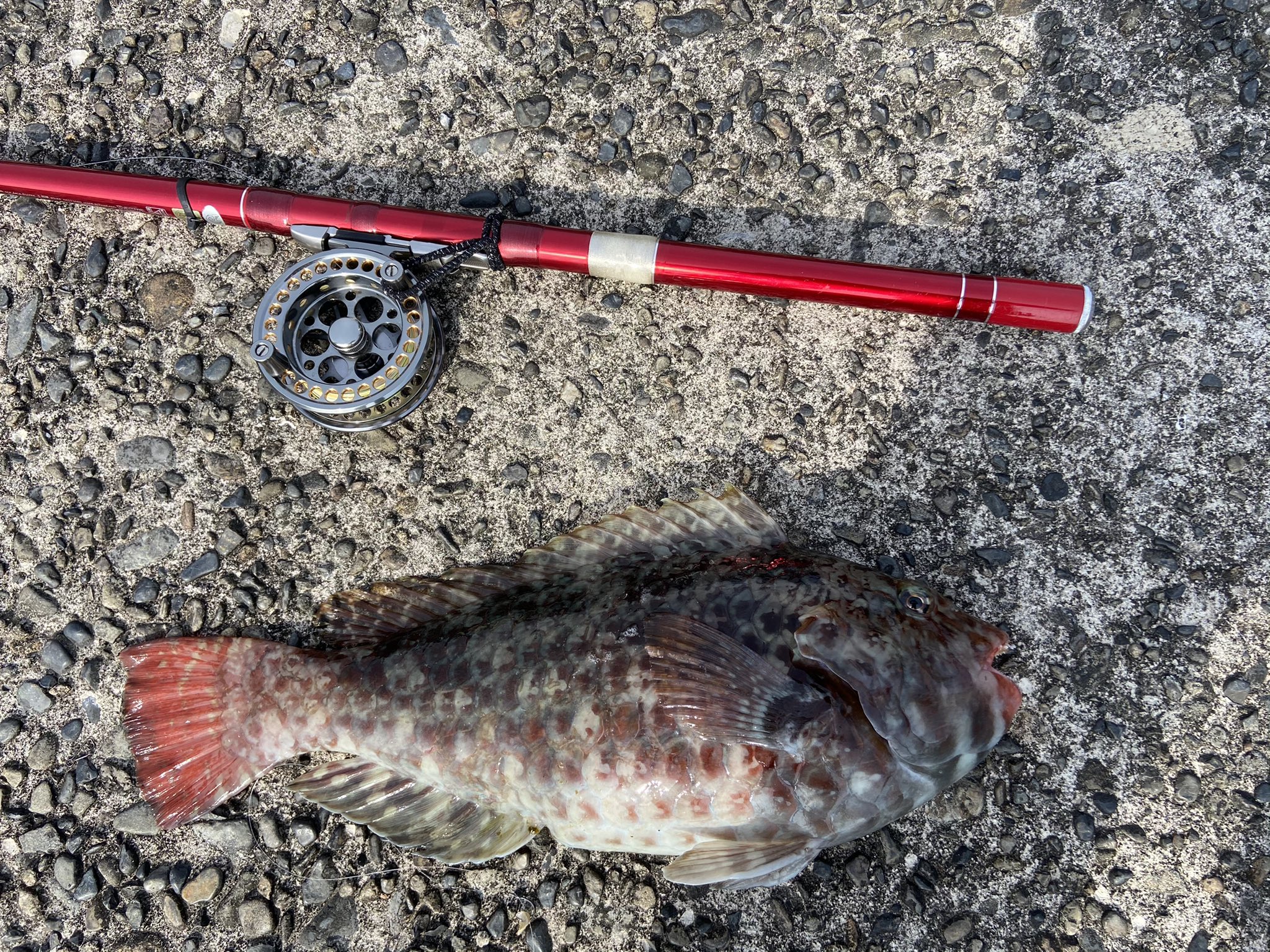 麦わら 見えチヌ狙ってて 発見 しました を落とすと す っと の方に イガミ釣れました T Co Til6gtx9uk Twitter