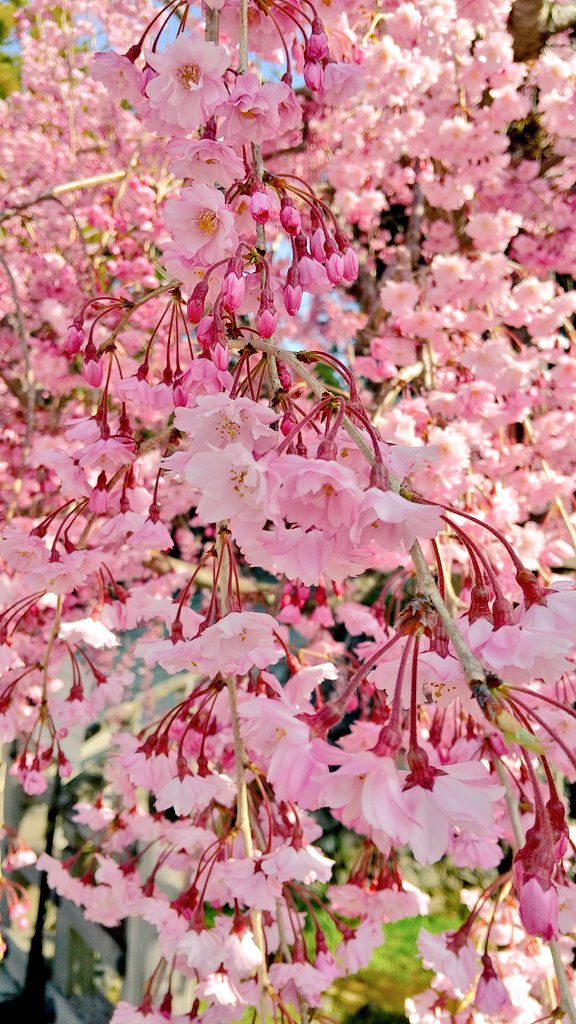 世界遺産 高野山 只今気温14 明日 高野山イマソラの更新はありません T Co Hzozpcboqs Twitter