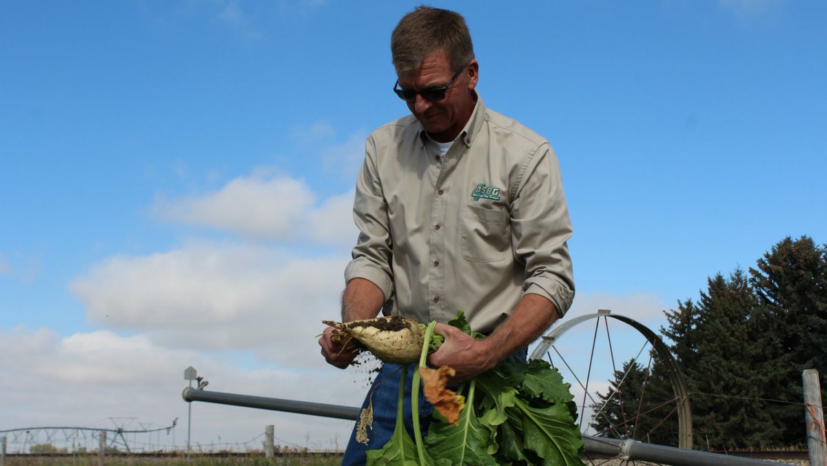 lethnewsnow's tweet photo. 200 producers to benefit from new sugar beet deal in #Taber #YQL #Lethbridge https://t.co/IEYk1biEsr https://t.co/nxXfV3l1Zq