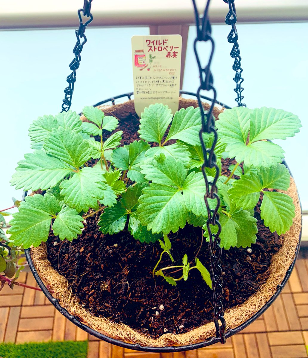 はなたんぬ 昨日買ったワイルドストロベリーをハンギングに植えました 基本的には観賞用にしよう思いますが 実や葉を乾燥させてハーブティーにも出来るそうです はなたんぬ 昨日買ったワイルドストロベリーをハンギングに植えました 基本的には観賞用にしよう思いますが 実や葉を乾燥させてハーブティーにも出来るそうです