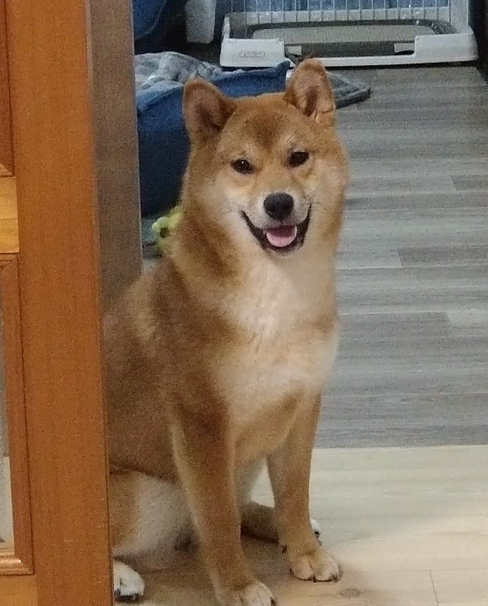 巨柴 巨柴