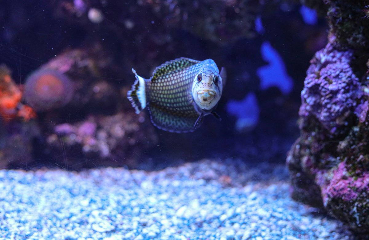 MauiOceanCenter's tweet photo. Happy Wednesday to all of the fabulous fishes out there! 🐠 💜
.
.
.
#mauioceancenter #aquariumofhawaii https://t.co/PmLbfAkQtn