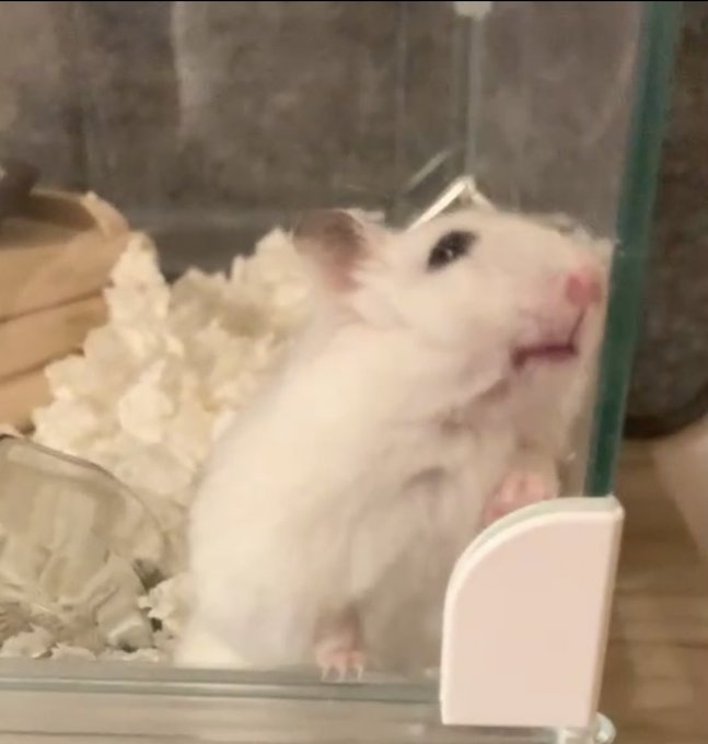 ジャンガリアンハムスターのtwitterイラスト検索結果