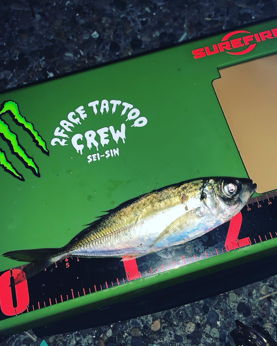 2FACETATTOO's tweet photo. 😎🎣
#釣り
#釣り好きな人と繋がりたい
#フィッシング
#fishing
#fishinglife
#メバリング
#1匹だけアジ混ざるの巻
#ripplefisher
#リップルフィッシャー
#realclescent
#rc55
#千葉
#房総 https://t.co/ktgmbd2Pyx