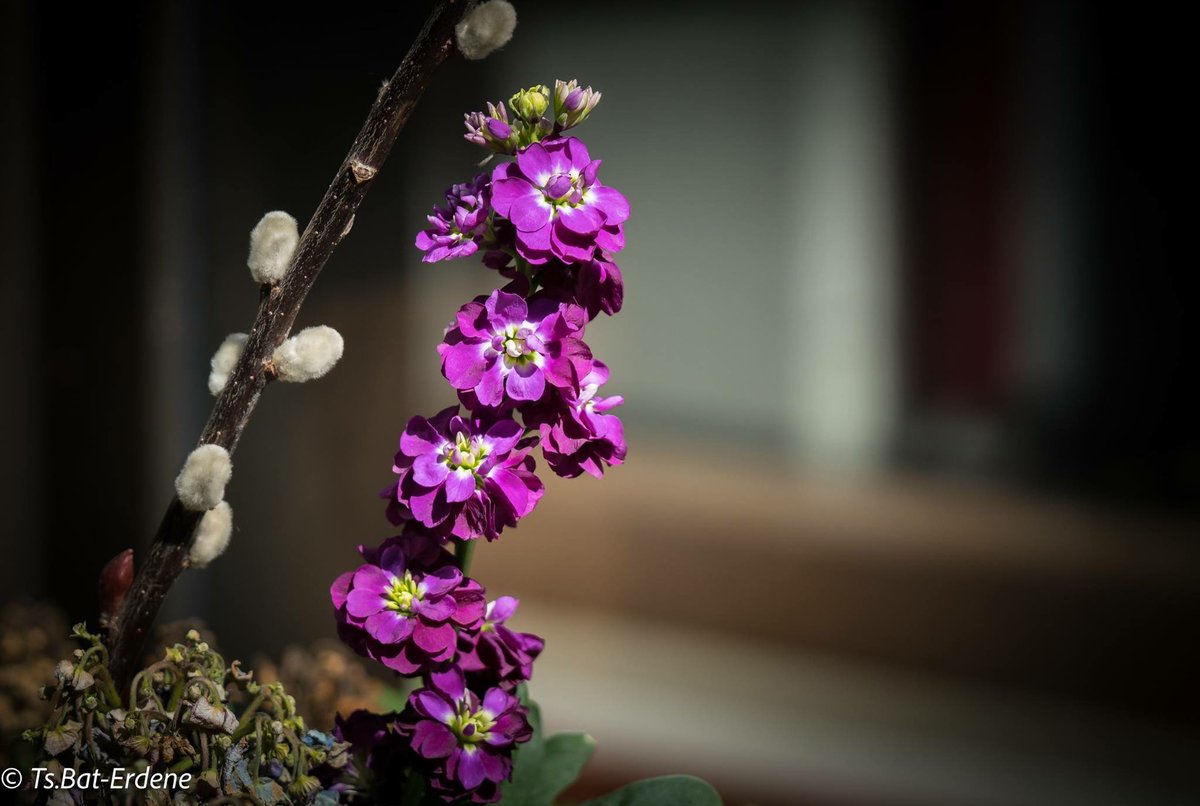 Нэгэн сайхан гэгээн өдрийн мэнд хүргэе !