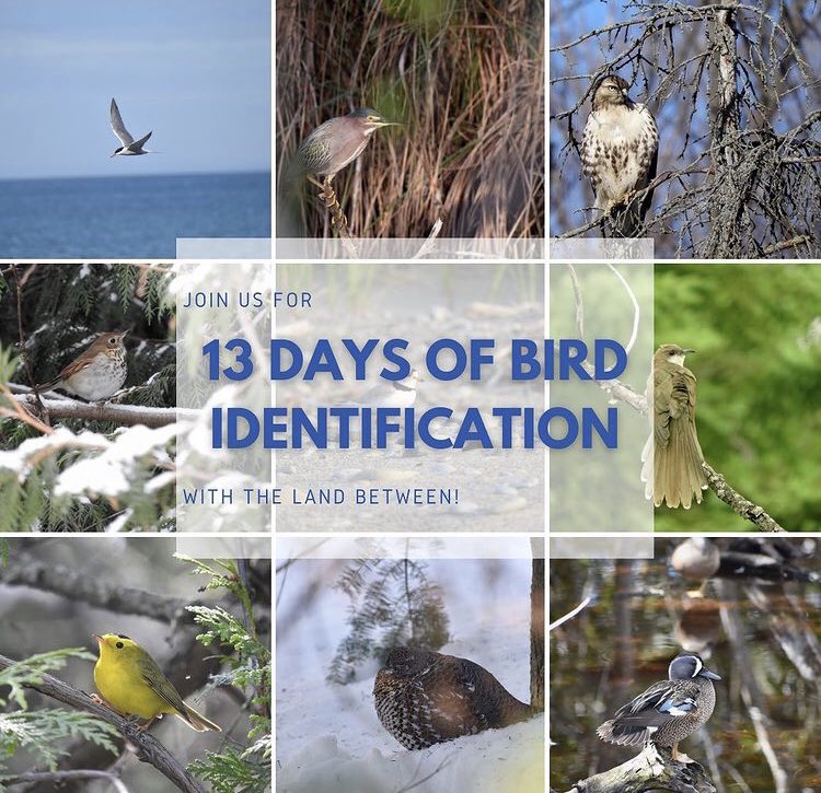 LandBetween's tweet photo. Join 13 Days of Bird Identification! Online workshops for new birders to learn birds of The Land Between region. Tues. & Thurs. April to early May, in time for migration! free but donations welcome. https://t.co/tcRnc8ZLNs Happy birding! 🐦
#birding #birds #thelandbetween #tlb https://t.co/WUi4Q45TBy