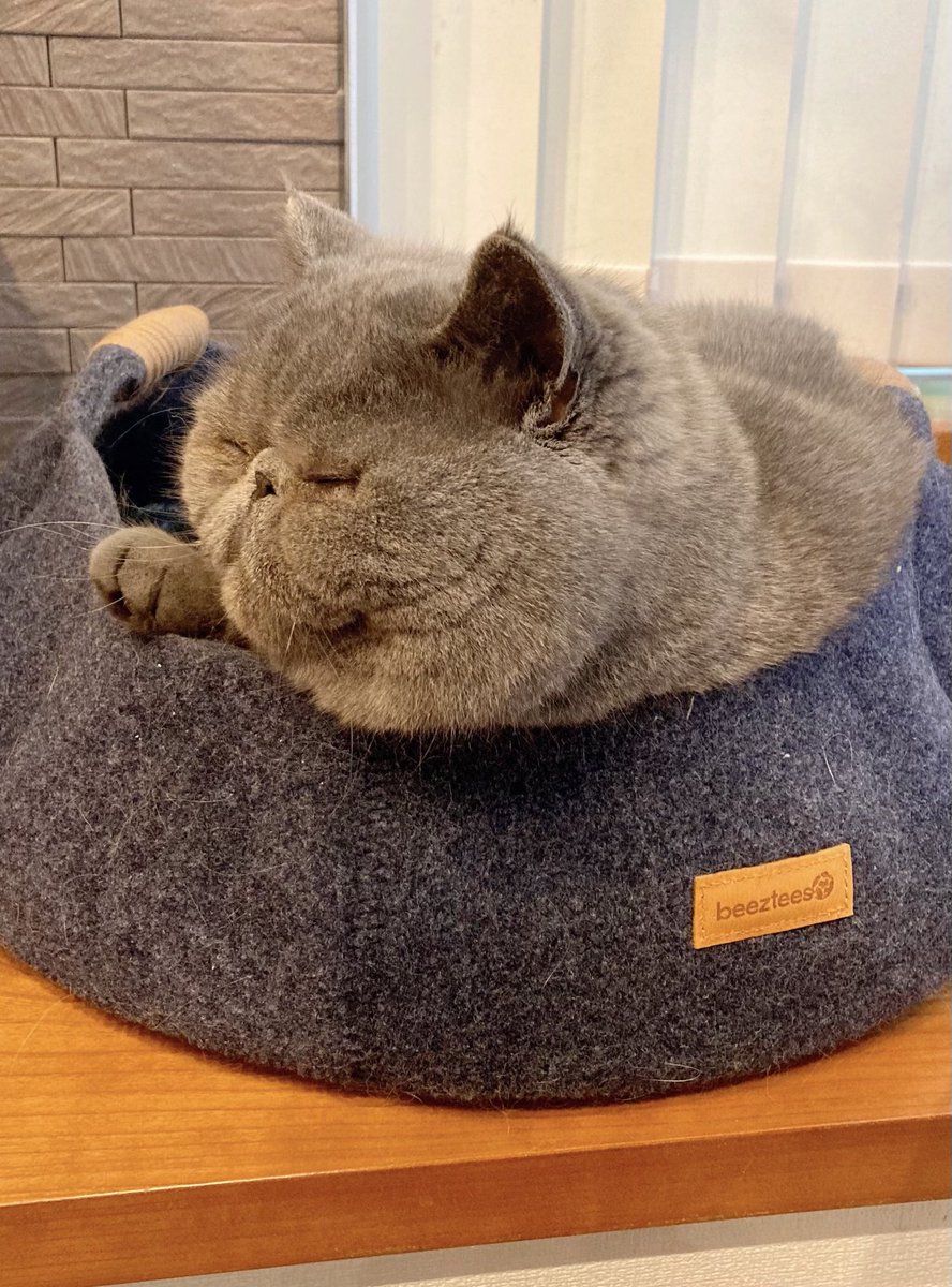 Pocke 213 おはようにゃ ほほ肉 あご肉 3150ー サイコー笑 安西先生 ﾀﾌﾟﾀﾌﾟﾀﾌﾟ 顎どこか行っちゃったー笑 エキゾチックショートヘア Exoticshorthair エキゾの集い エキゾクラブ 猫のいる暮らし 猫のいる生活 Cat 猫好きさんと繋がり