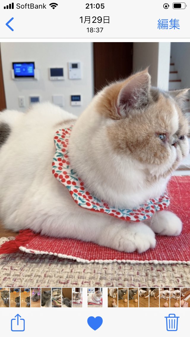 Pocke 213 おはようにゃ ほほ肉 あご肉 3150ー サイコー笑 安西先生 ﾀﾌﾟﾀﾌﾟﾀﾌﾟ 顎どこか行っちゃったー笑 エキゾチックショートヘア Exoticshorthair エキゾの集い エキゾクラブ 猫のいる暮らし 猫のいる生活 Cat 猫好きさんと繋がり