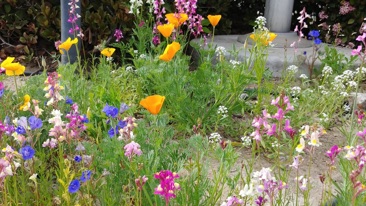 AshikJ's tweet image. California wild flower bed at @microtelinnMod