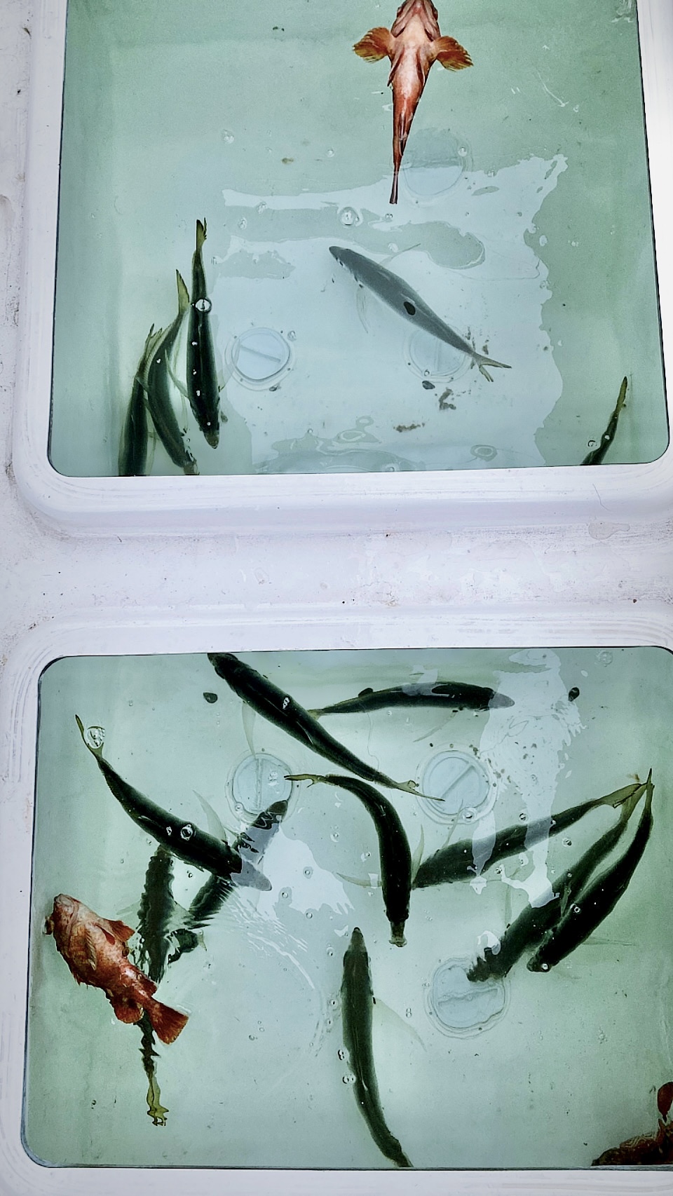中道設備工業 今月のnsk Boat Fishing クラブ 社員のsです 今月は鬼アジ狙いで友ヶ島へ行ってきました 今回の仕掛けはサビキのフラッシャー 大量で大満足でした これからは水温も上がり魚種も増えてくるので来月が楽しみです 鬼アジ