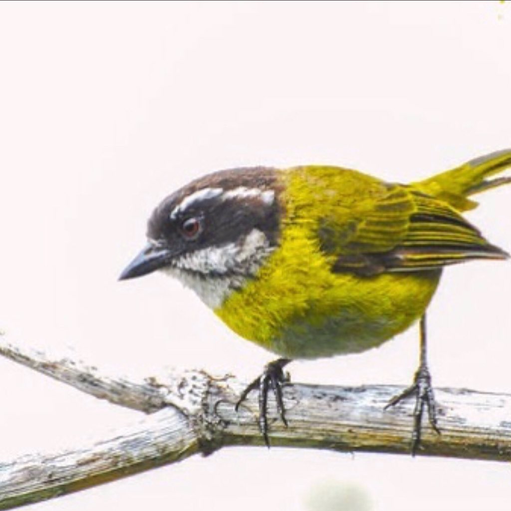 My first time first post, and who love bird