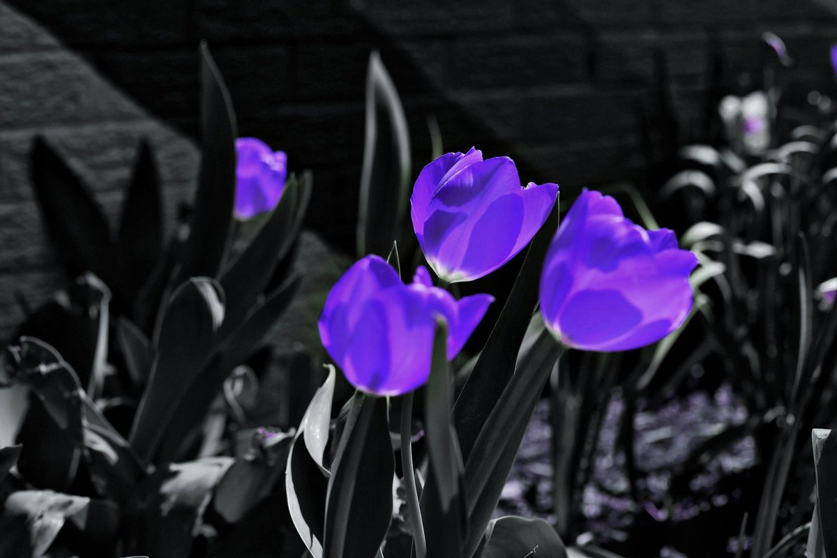 nerdyboystudio1's tweet photo. #purple #flowerphotography #flowers #spring #bnwphotography #blackandwhitephotography #April #PHOTOS #photographers #photograghy #FOTOS #fotografie https://t.co/hPllua6yir