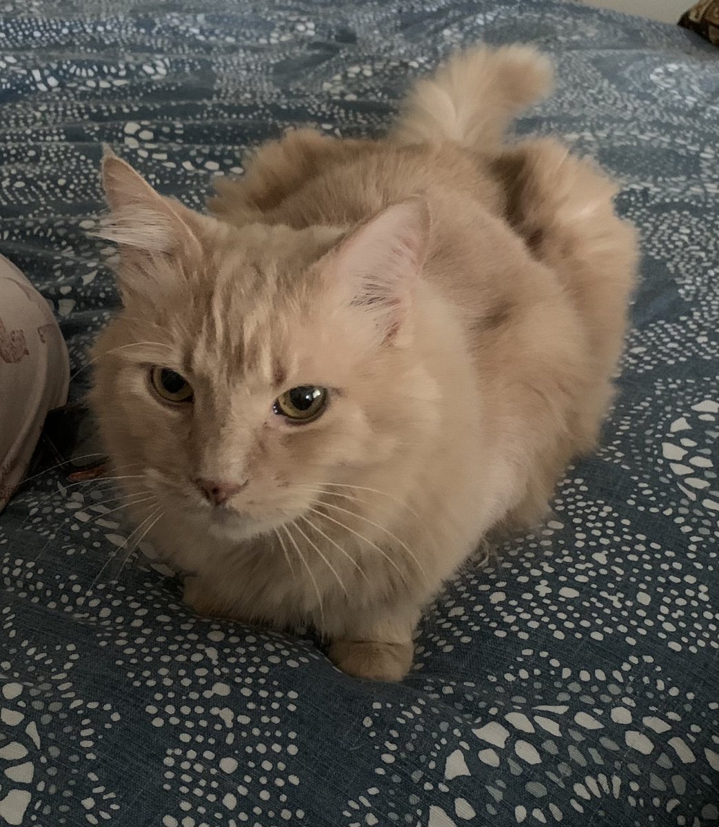Teddy_thefluff's tweet photo. Is #whiskerswednesday 😻 #CatsOfTwitter https://t.co/4wzQuNWc1K
