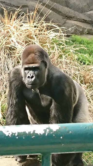 ばるぱんさーさん と Apegorilla のやりとり 1 Whotwi グラフィカルtwitter分析 ばるぱんさーさん と Apegorilla のやりとり 1 Whotwi グラフィカルtwitter分析
