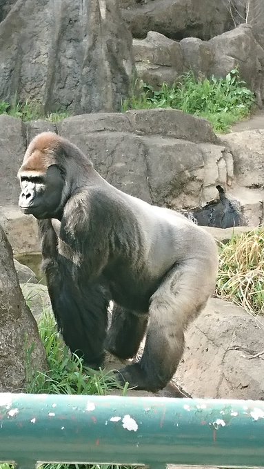 ばるぱんさーさん と Apegorilla のやりとり 1 Whotwi グラフィカルtwitter分析 ばるぱんさーさん と Apegorilla のやりとり 1 Whotwi グラフィカルtwitter分析