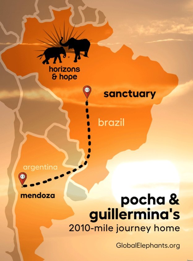 Gerturu's tweet photo. @raccoon_mama @cd3k_ @Maki_Solis @cher @GlobalElephants Coming soon, Pocha and guillermina will go homeโค๏ธโค๏ธโค๏ธ
#goPocha!
#goGuille!
Go home! https://t.co/gFb7dX1jfr