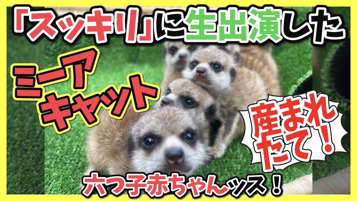 ミーアキャット 画像 最新情報まとめ みんなの評価 レビューが見れる ナウティスモーション 6ページ目