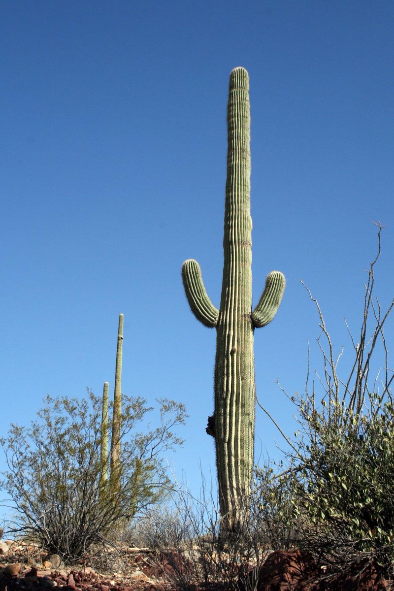 I throw my arms up in the air sometimes…Saying ayeoh, I’m a saguaro. 🌵

The average saguaro ("sah-wah-ro" or "suh-wah-ro.") has multiple arms. The arms usually begin to grow when it’s around 75 years old.

More: nps.gov/sagu/learn/nat…

📸: <a href="/SaguaroNPS/">SaguaroNationalPark</a>

#FindYourPark