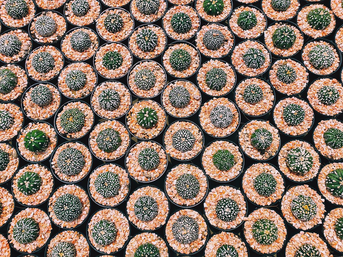 atwarsphere's tweet image. pattern #พธนปลูก