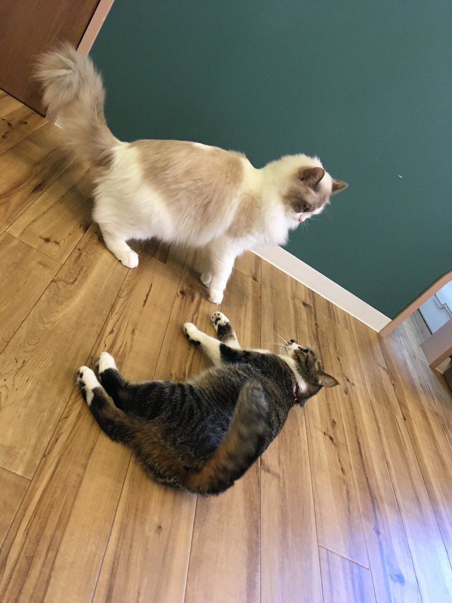 ট ইট র 猫カフェ Nyao Nyao おはようございますnyao Nyaoです 今日もポカポカ陽気 外の工事の様子を気にして今日はみんな活発です 会いにきてにゃ Nyaonyao 猫カフェ 福岡 天神 警固 猫好きさんと繋がりたい