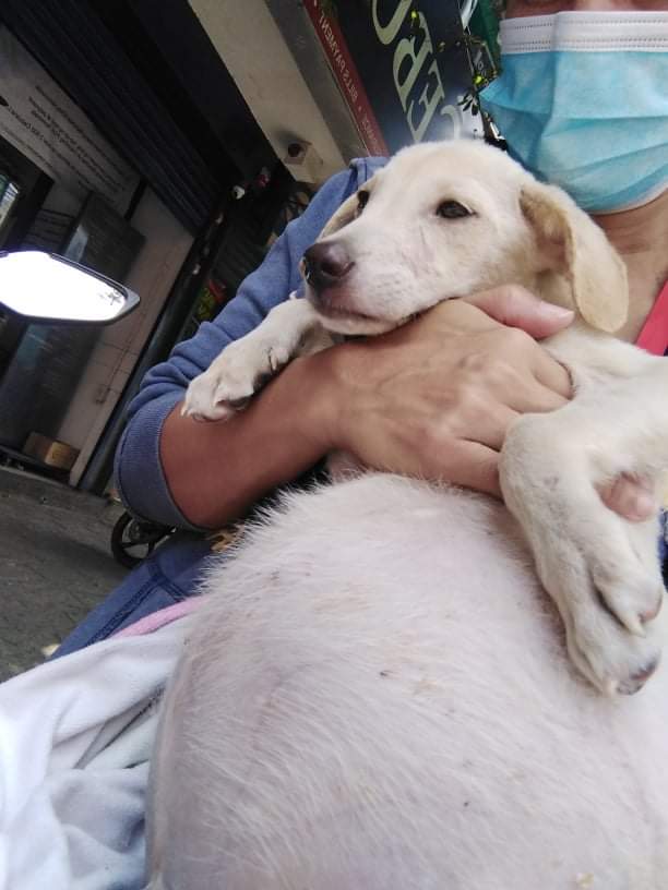 HELP RT!!

Hi this is the first time that I posted a twt for donation drive 🥺😭 Seeking help for my friend's rescued puppy last Monday 😭🥺 His name is, "Choco" he has a lot of water inside of his tummy 😭 We are seeking and asking for help to donate any kind of amount just to++