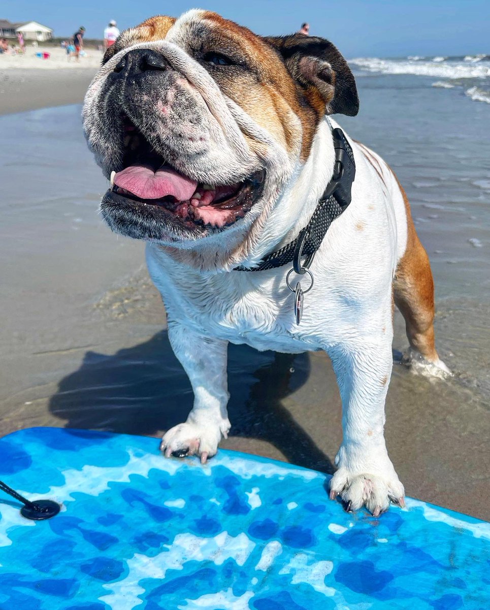 Beach body ✔️ #springbreak #dunkinlovesthebeach #happiest #beachdog #boogieboarding #welovenc #northcarolina #dunkinthebulldog #bulldog #DogsofTwittter #doggo